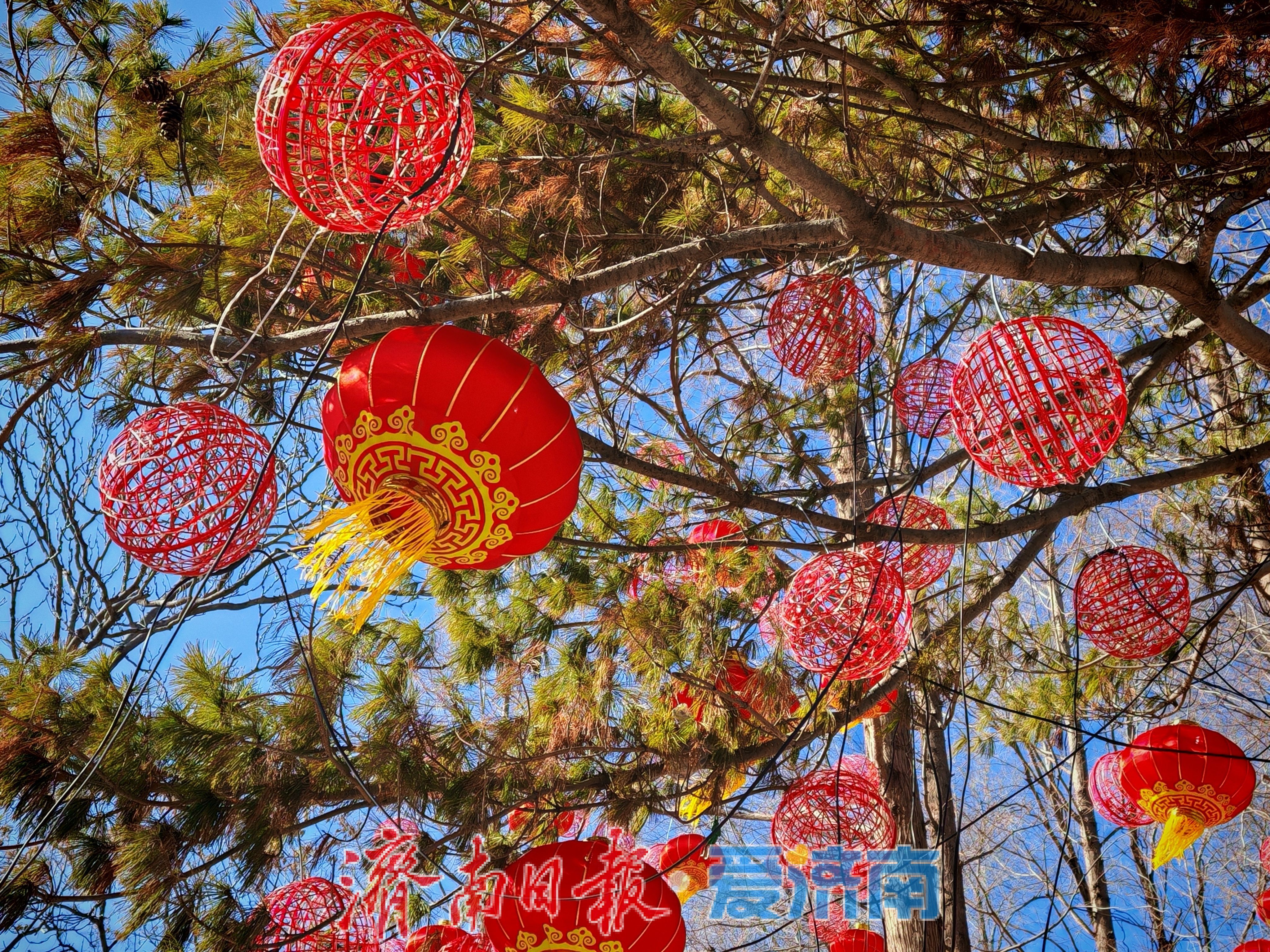 一年四季 泉在济南丨大明湖畔灯笼红 泉城迎春氛围渐浓