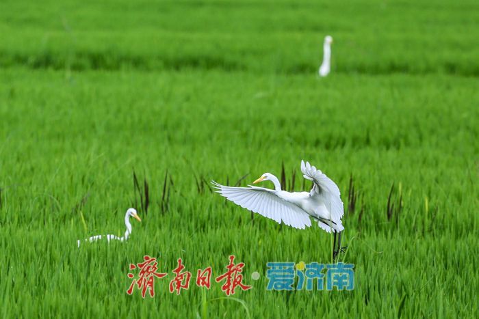 一年四季 泉在济南丨稻田与白鹭共绘乡村优美画卷