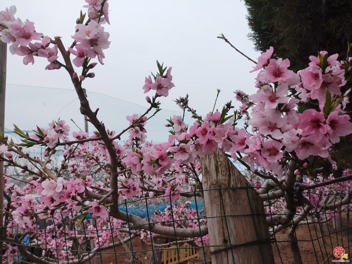 开往春天的巴士！济南公交K60路邀您共赴一场“桃花之约”