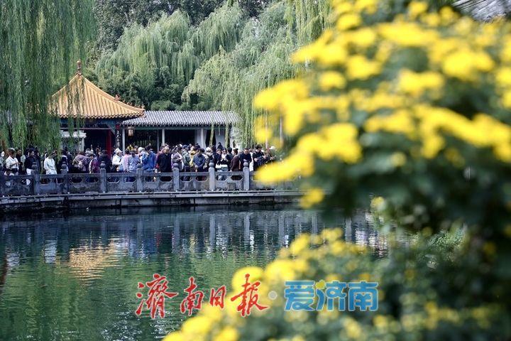 一年四季 泉在济南丨趵突泉菊展抢先看，打卡“不做菊外人”