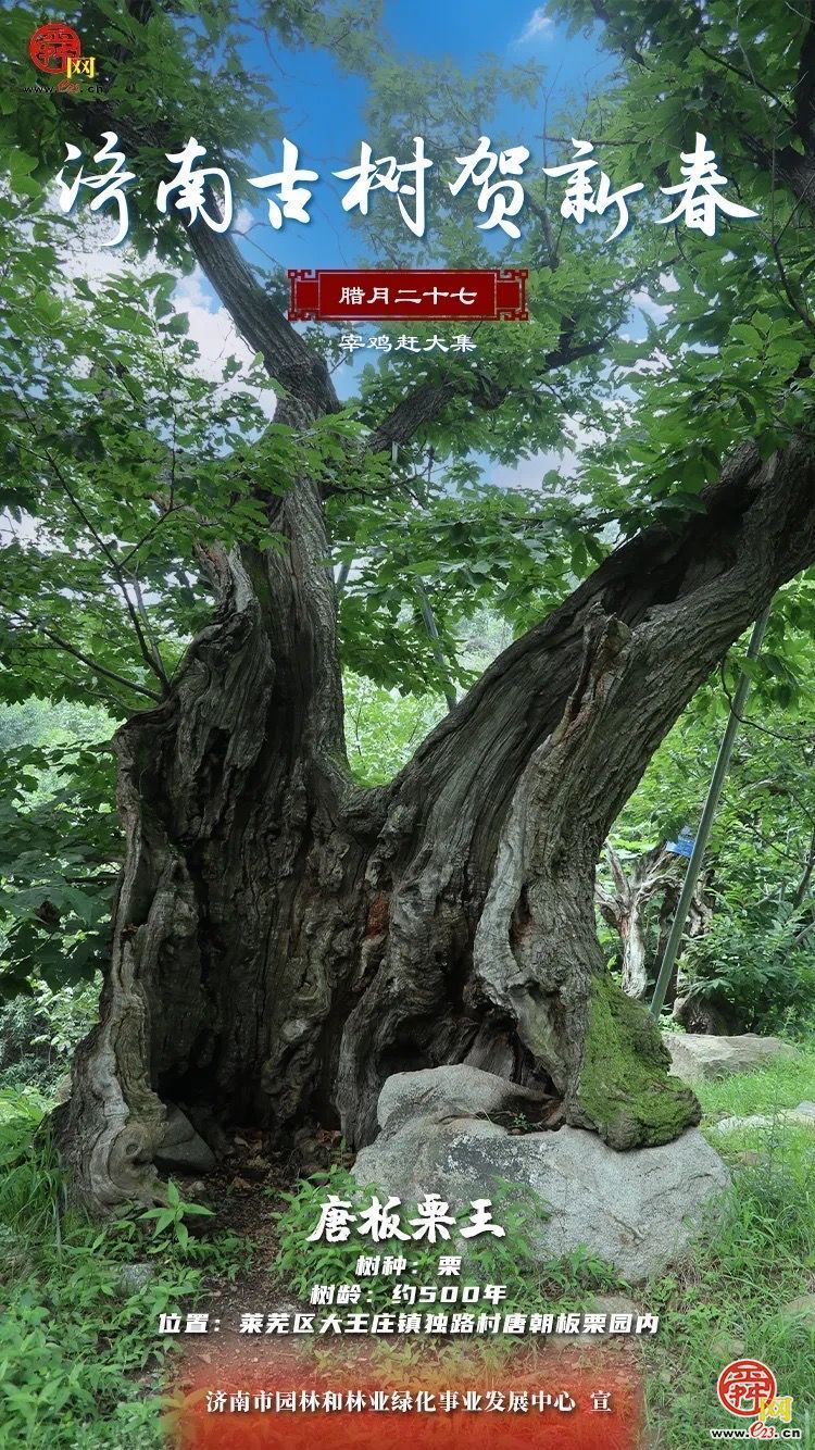 【网络中国节·春节】“泉”在济南过大年｜古树贺新春：独路古栗贺新岁