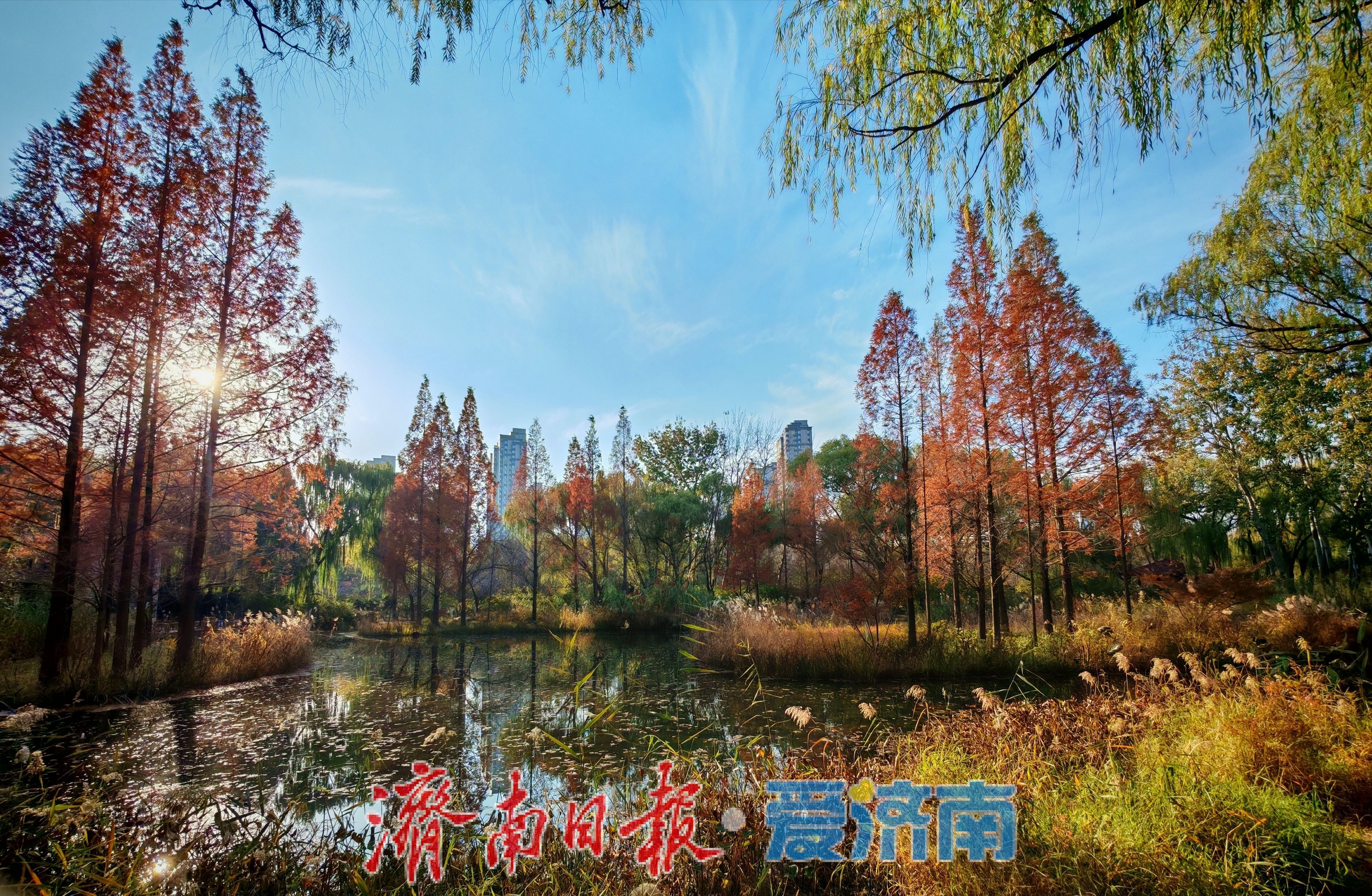 一年四季 泉在济南丨济南森林公园水杉林“红”了，这份惊艳藏不住了！
