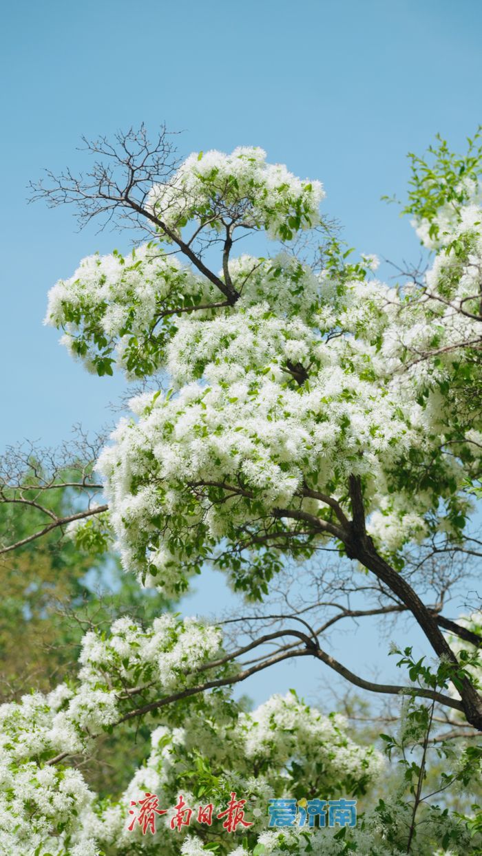 济南四月“飘雪”奇观！泉城公园流苏花海限时绽放，这份打卡指南请收好