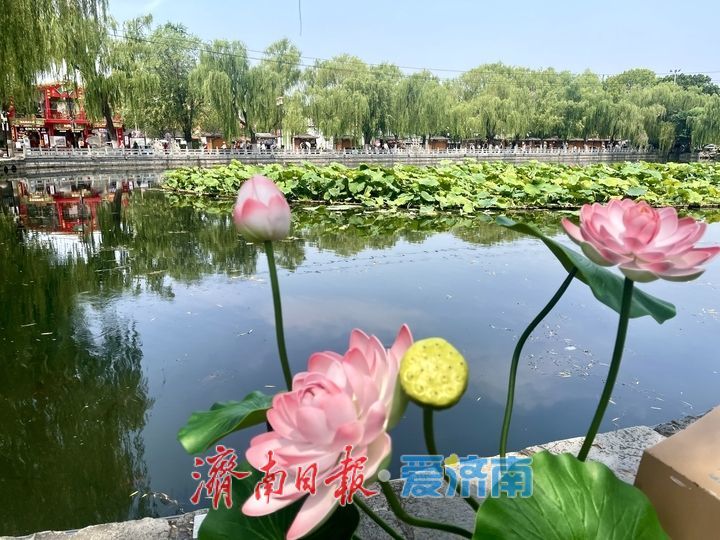夏日限定！济南百花洲荷花盛放，开启清凉赏荷季