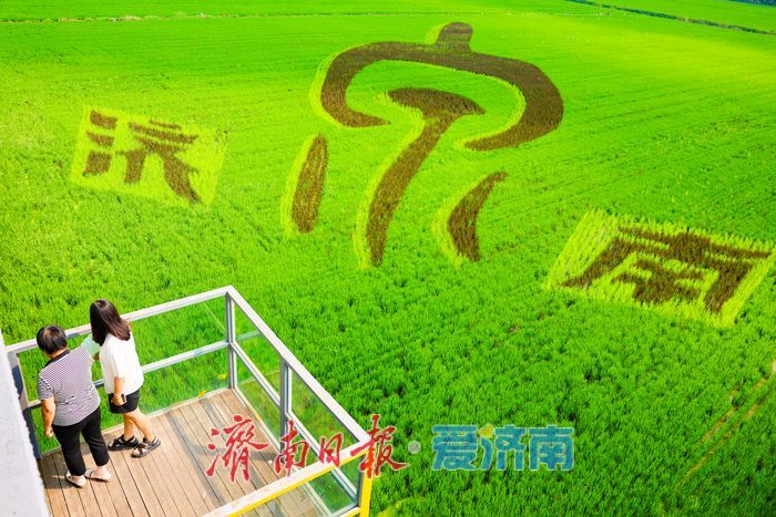 一年四季 泉在济南丨苌家庄稻田画扮靓泉城初秋画卷