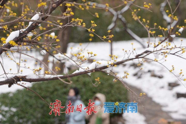 山茱萸盛放，金色“烟花”香气四溢