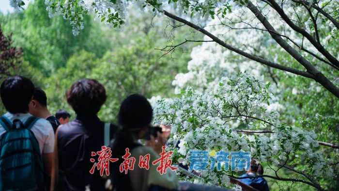 济南四月“飘雪”奇观！泉城公园流苏花海限时绽放，这份打卡指南请收好