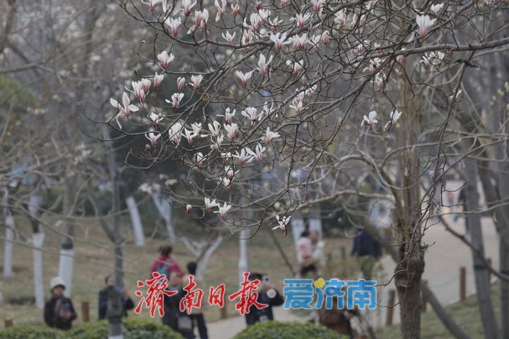 一年四季 泉在济南丨繁花似锦 泉城公园藏尽春日浪漫