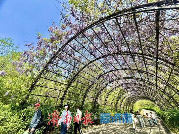 紫藤天幕独具浪漫引客来