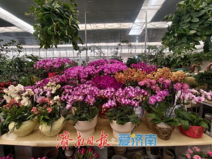 年宵花迎来销售旺季