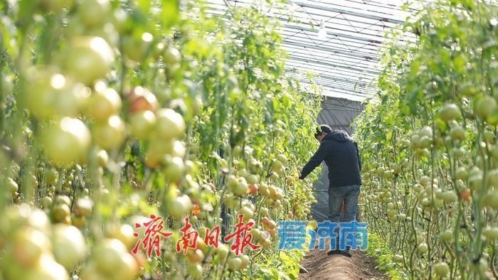 果香四溢 “丰”景宜人，济南这处温室大棚进入收获季