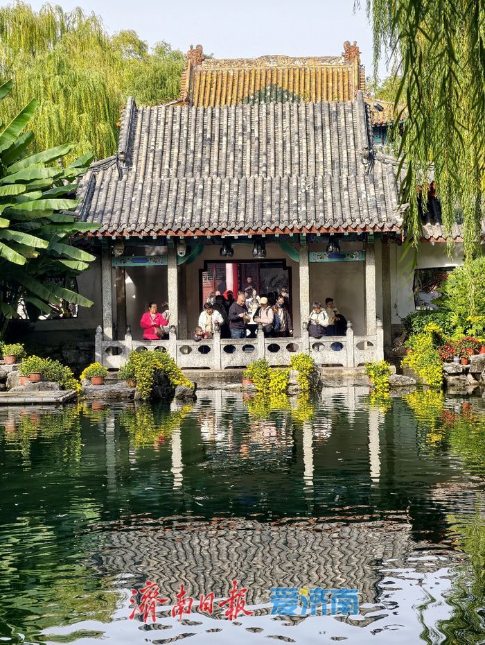 泉畔初冬，被菊花镶上了“金边”