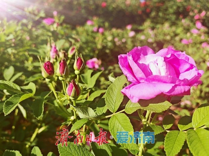 玫瑰花开 浪漫泉城