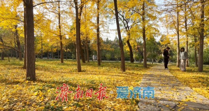 赴一场浪漫之约，济南公园景区最美落叶景观上线
