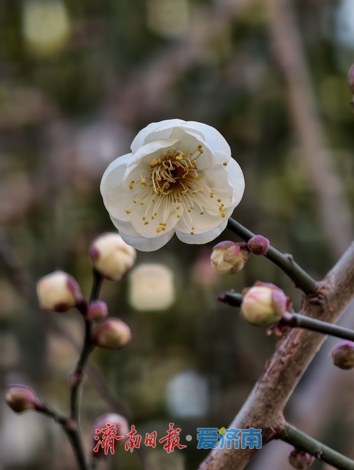 一年四季 泉在济南丨遇见“梅”好！元旦假期济南泉畔白梅盛开