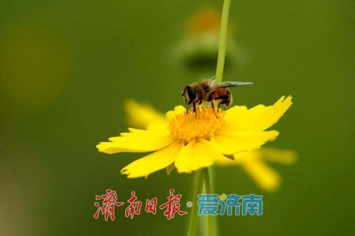 一年四季 泉在济南丨金鸡菊花海进入倒计时，最后一波金色浪漫等你来赏