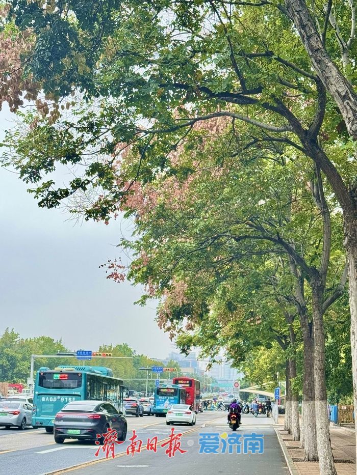 一年四季 泉在济南丨济南经十路：栾树花开添秋色