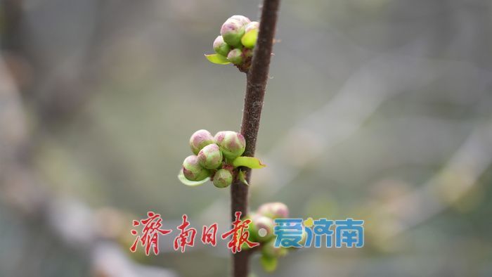 济南百花公园贴梗海棠“绽放”春意