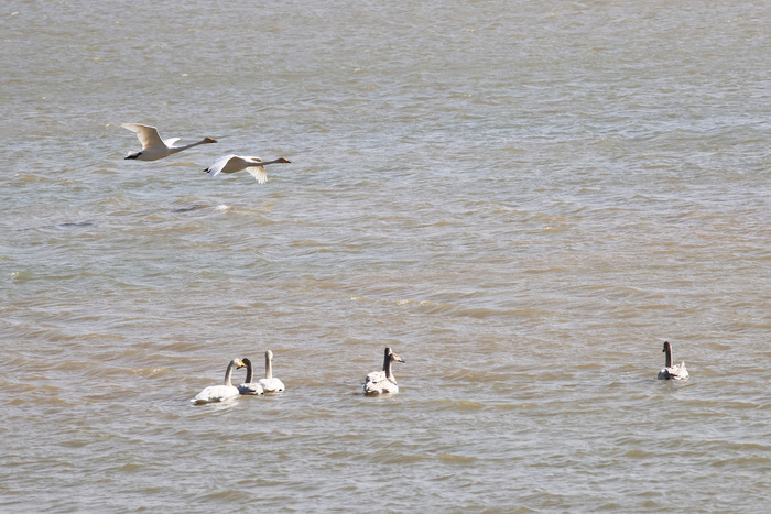 天鹅起舞闹新春 市民观鸟度假日