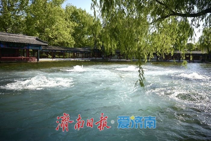一年四季 泉在济南丨五泉齐涌如梅绽，清照故里韵悠长