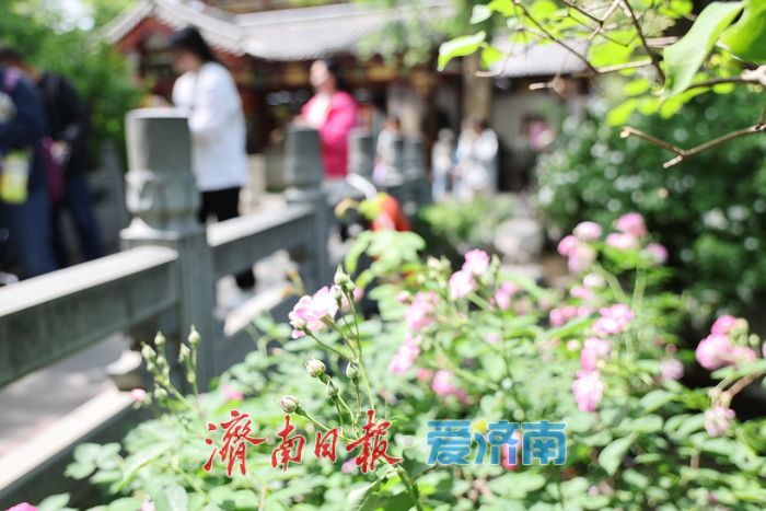 一年四季 泉在济南丨泉畔蔷薇花海盛放醉游人