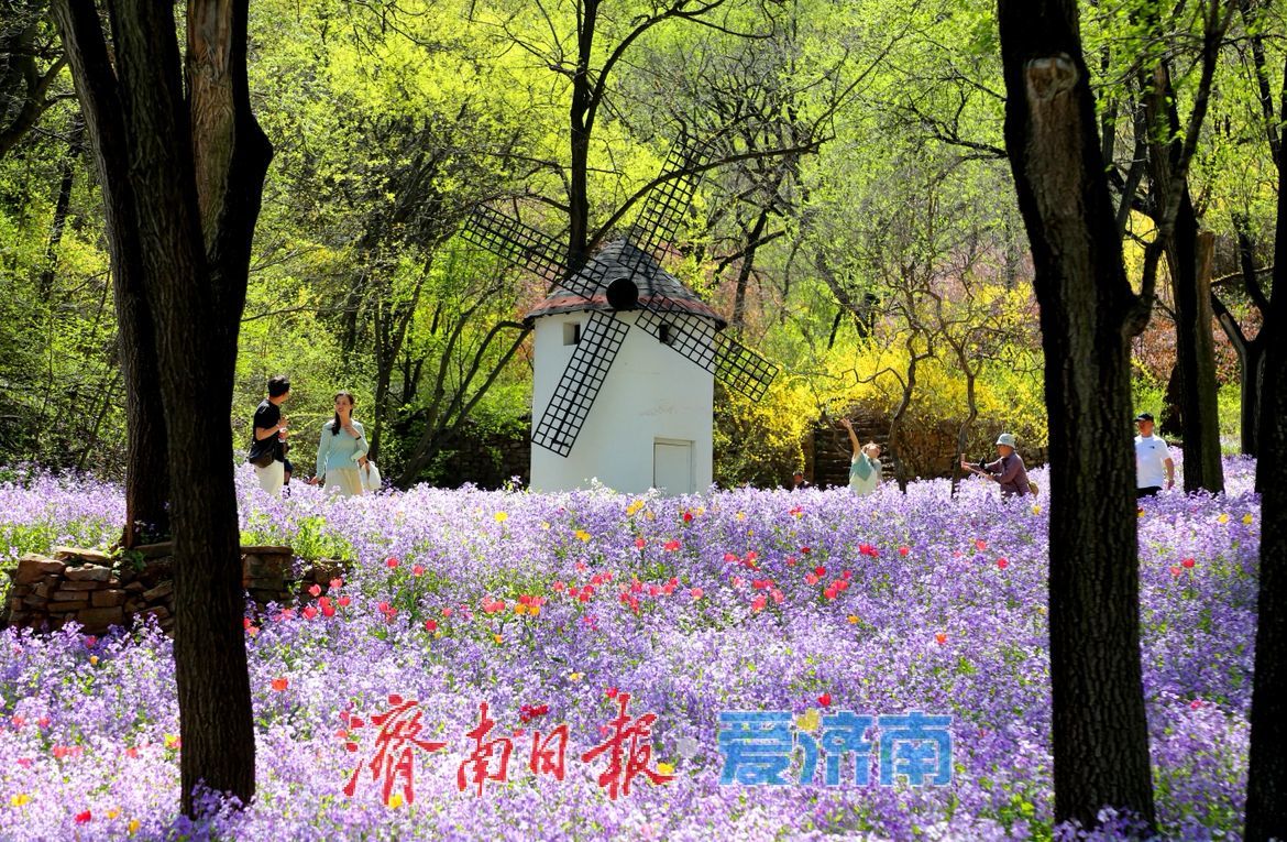 治愈系风景！在红叶谷欧洲风情谷，看漫山紫花如浪