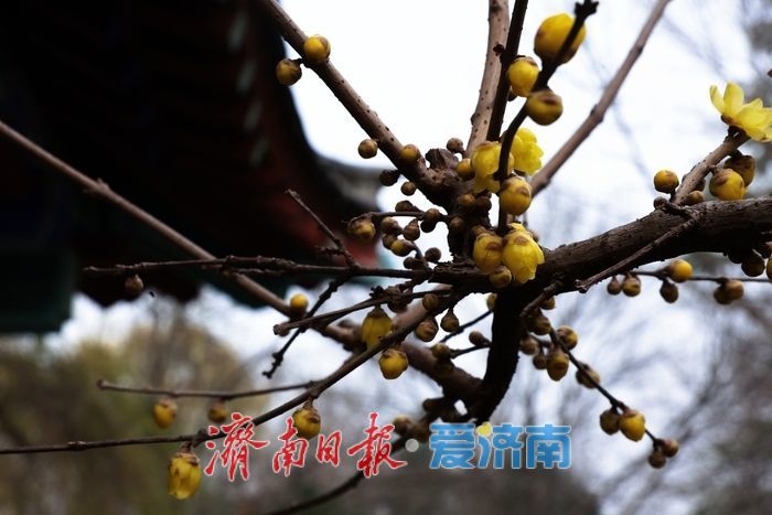 一年四季 泉在济南丨泉畔暗香浮动 济南小东湖蜡梅迎初开