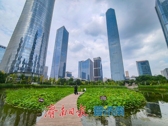 一年四季 泉在济南丨绿荷犹在粉艳如初，济南CBD藏着一整个初秋的温柔