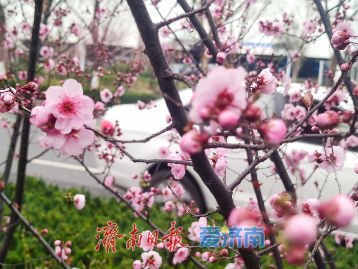 日照路美人梅盛放 千米粉带扮靓西城