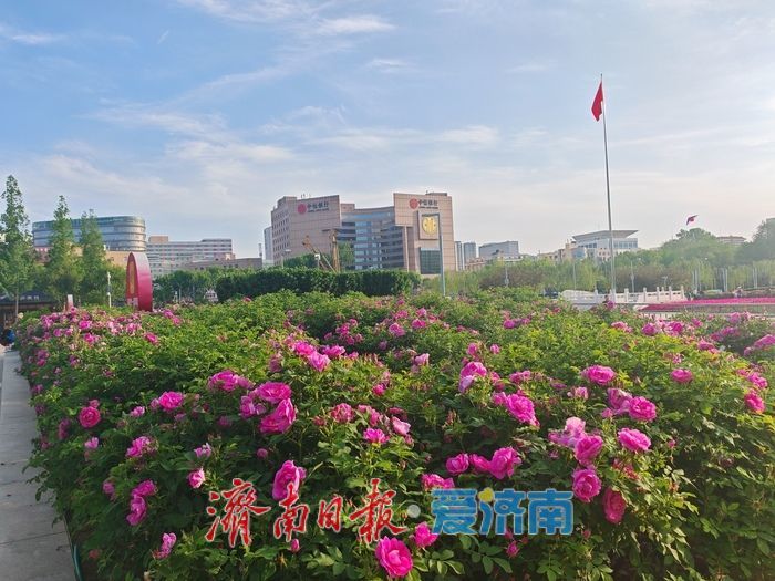 玫瑰花开 浪漫泉城