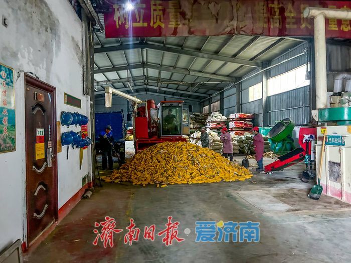 记者探章丘访粮食烘干服务点：日处理百吨湿粮守护“金玉米”