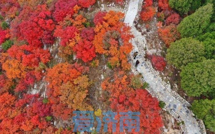 济南红叶预报：今年偏早，10月进入最佳观赏期