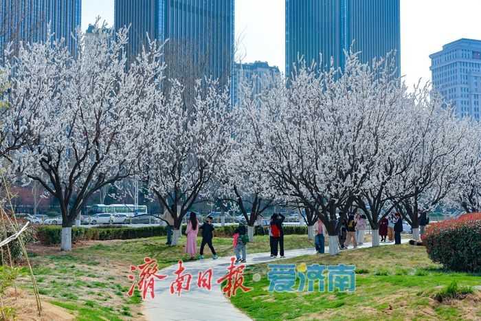 晴暖三月，杏韵满街