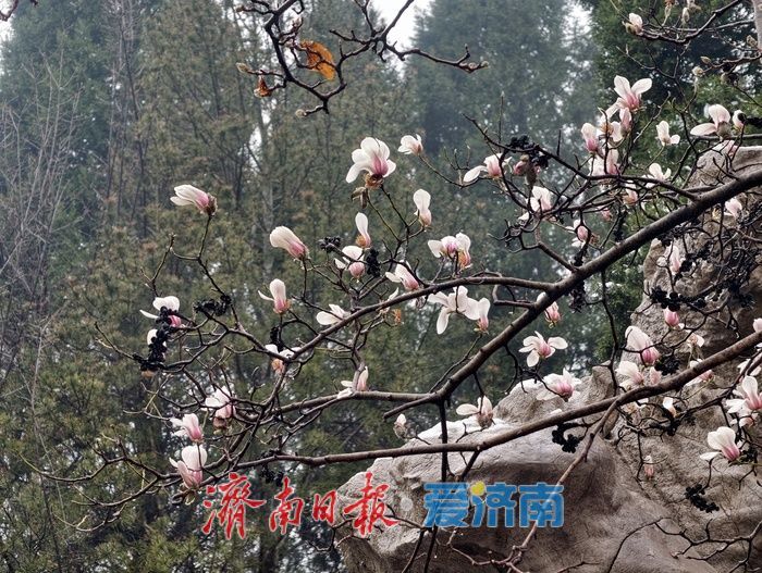一年四季 泉在济南丨玉兰初绽报春来