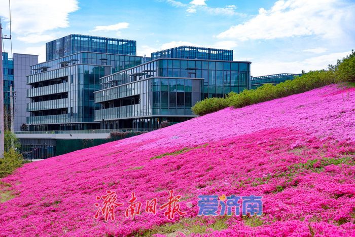 一年四季 泉在济南丨千平福禄考花海盛放 彩石片区添春日浪漫盛景