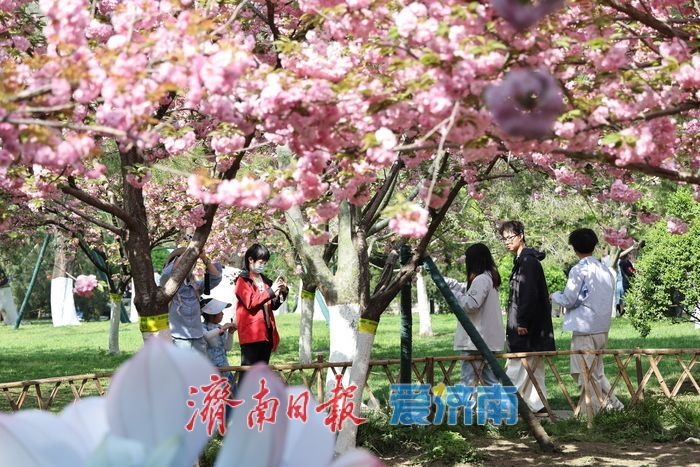 一年四季 泉在济南丨泉城花海醉游人 赏花经济持续升温