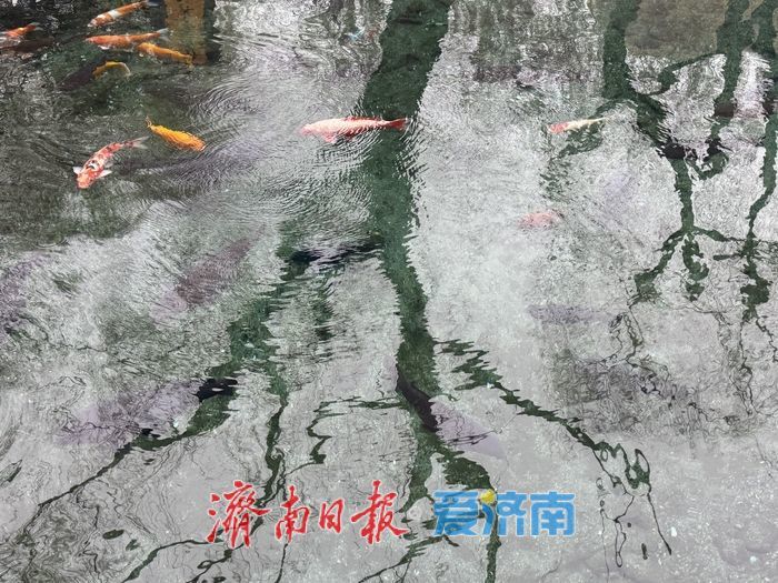 一年四季 泉在济南丨春风拂泉城 趵突涌春意