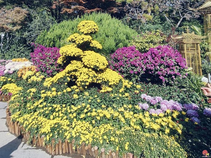 趵突流芳·菊绘华章 第47届趵突泉金秋菊展开幕