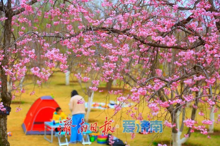 济南植物园花间宴如约而至