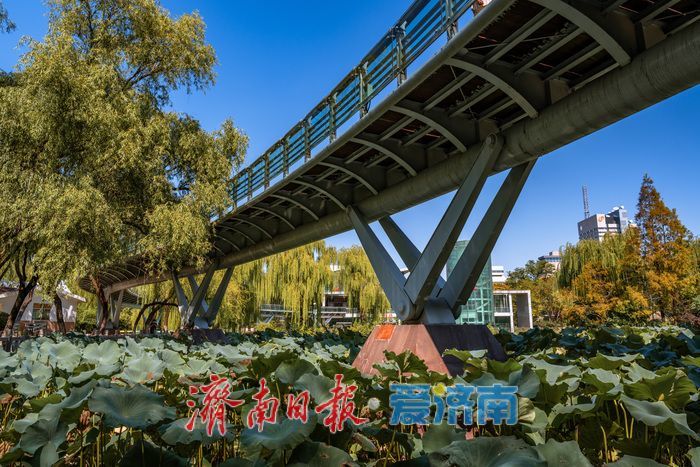 一年四季 泉在济南丨泉城公园：秋光正好，邂逅城市中的自然诗意