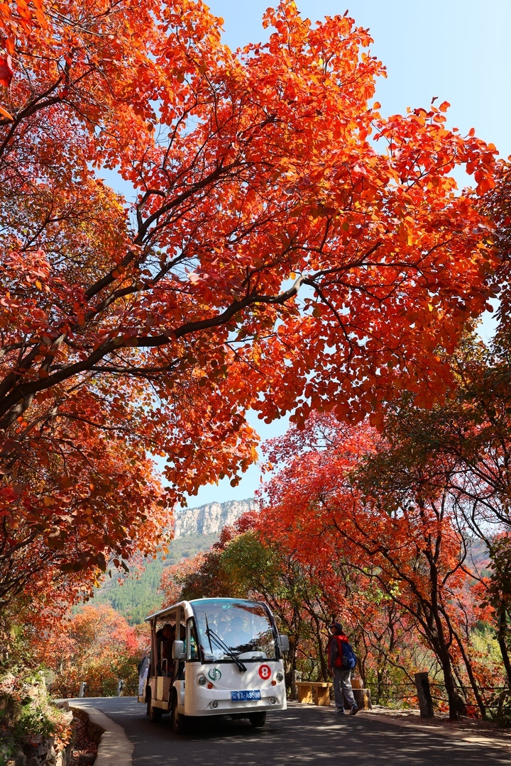 秋色绝佳观赏地红叶谷，拍照超级出片，非常值得一去