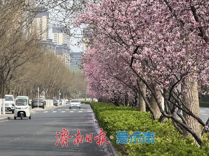 梅花映街景 泉城春意浓