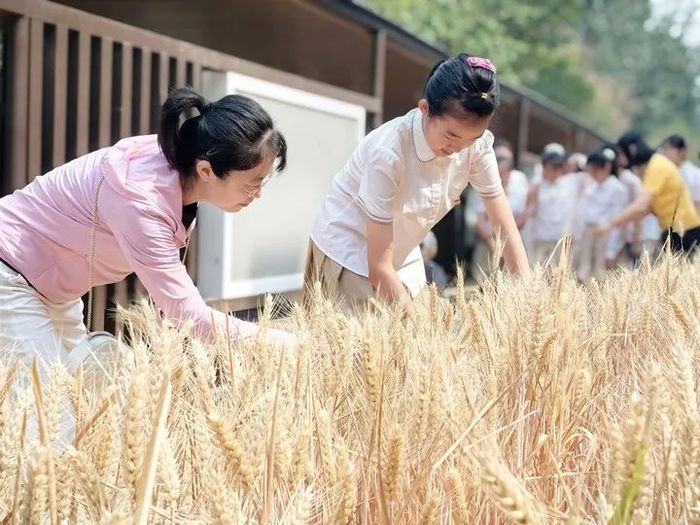 高新区丰奥嘉园小学学生走到田间享受“夏收”的喜悦