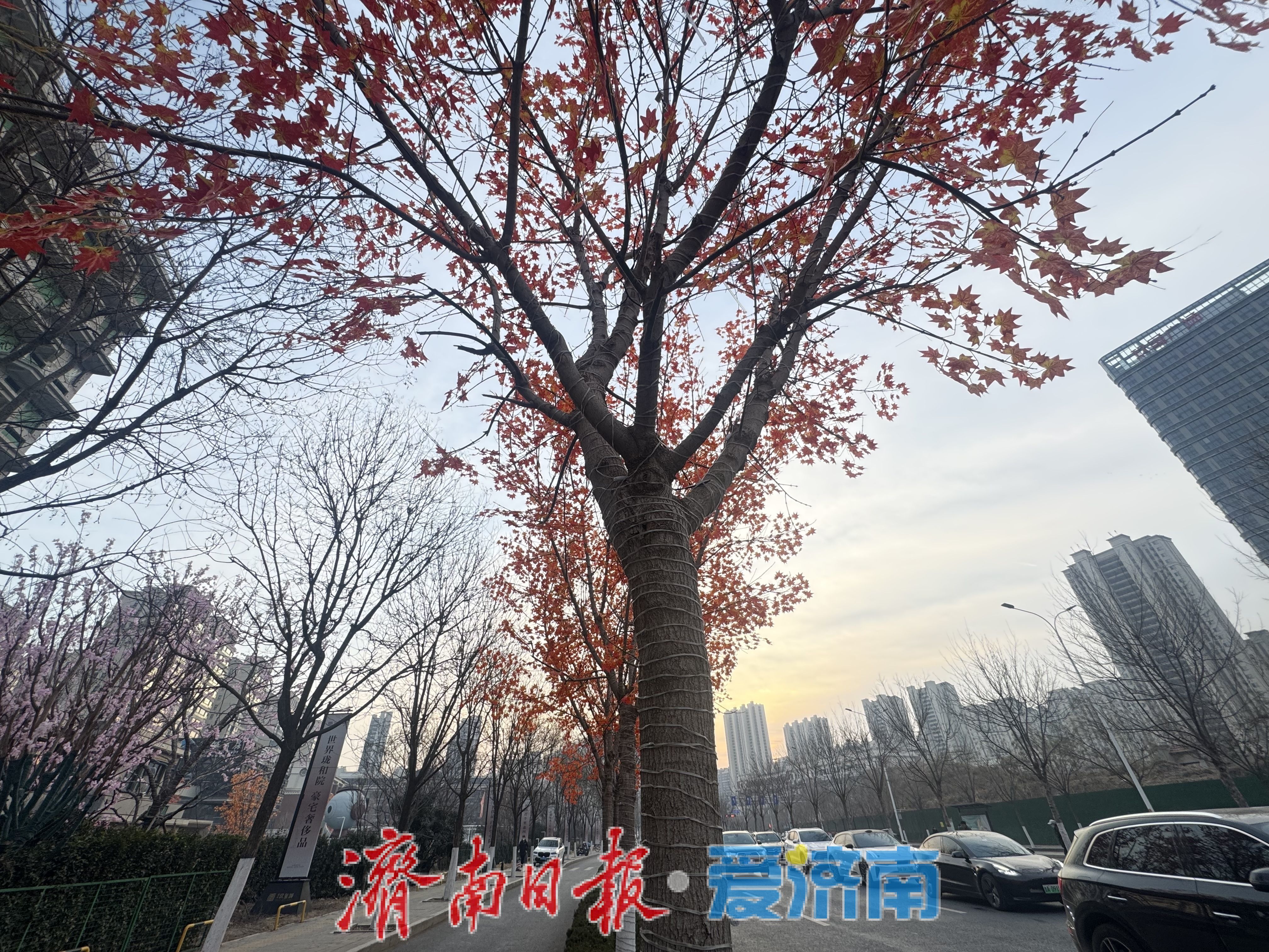 一年四季 泉在济南｜冬日绿树披红叶 街头添生机
