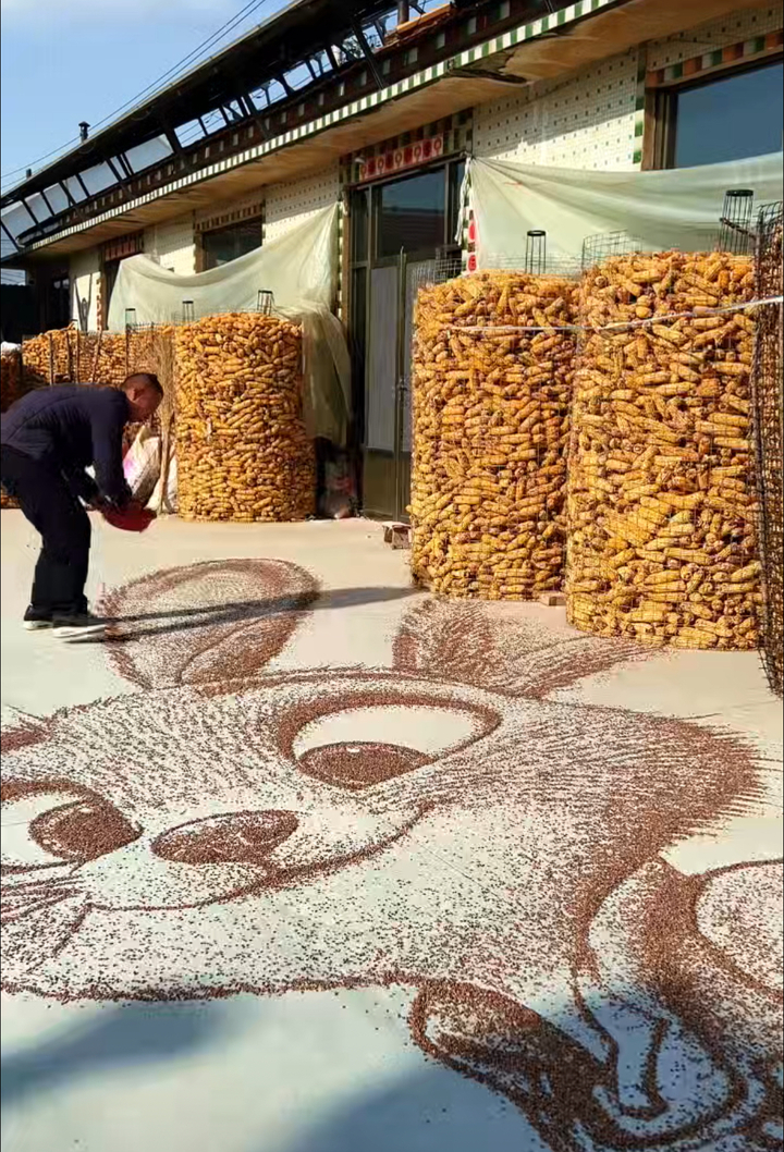 黑小麦拼出“朱迪”“尼克”，滨州33岁农民创作6小时，获得5000余万播放量