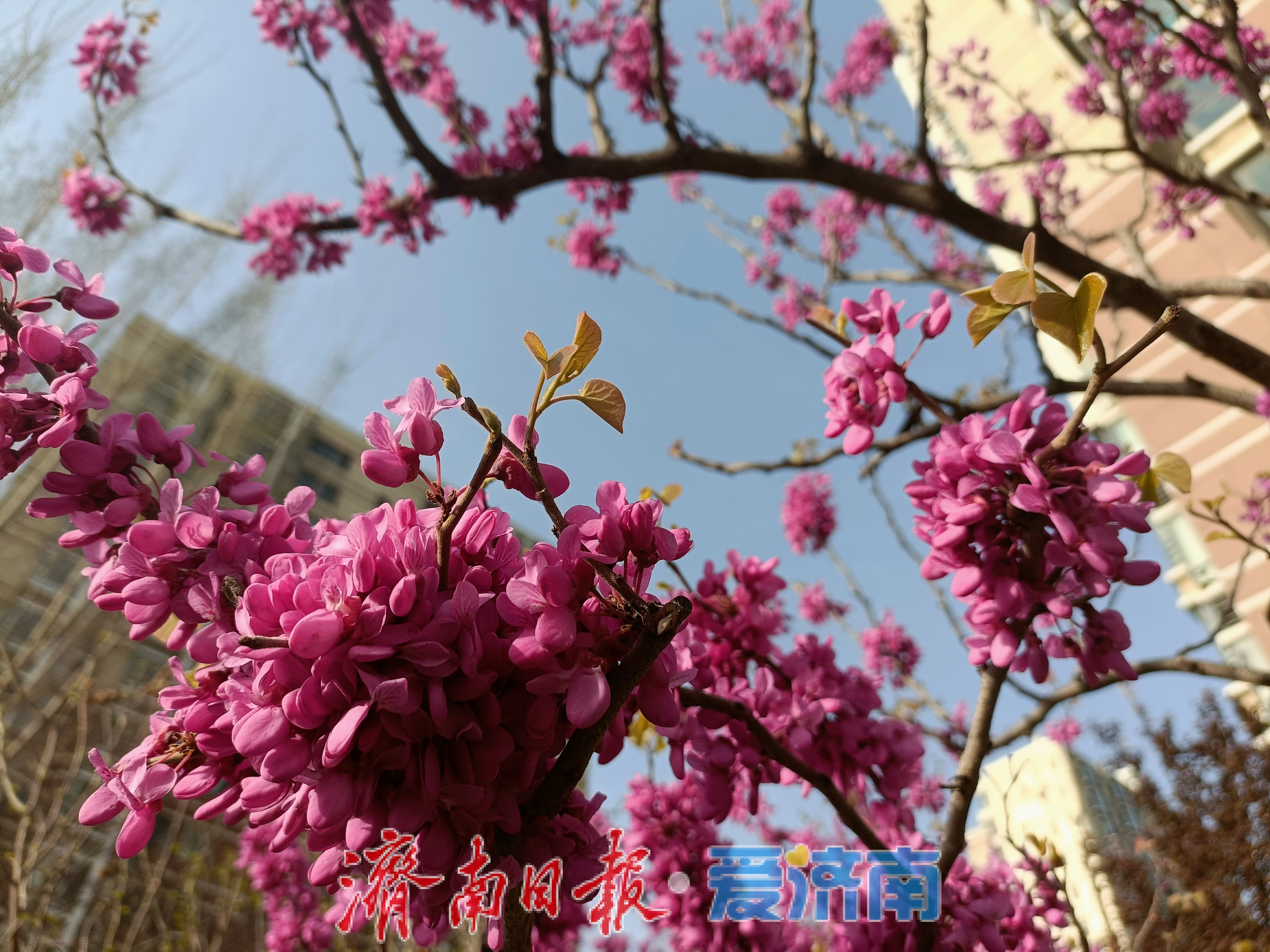 有霜冻！济南寒潮蓝警持续生效中，下周气温快速回升