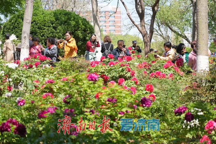 一年四季 泉在济南｜热度持续高涨！牡丹花开迎来最佳观赏期