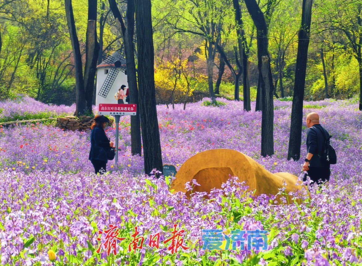 治愈系风景！在红叶谷欧洲风情谷，看漫山紫花如浪