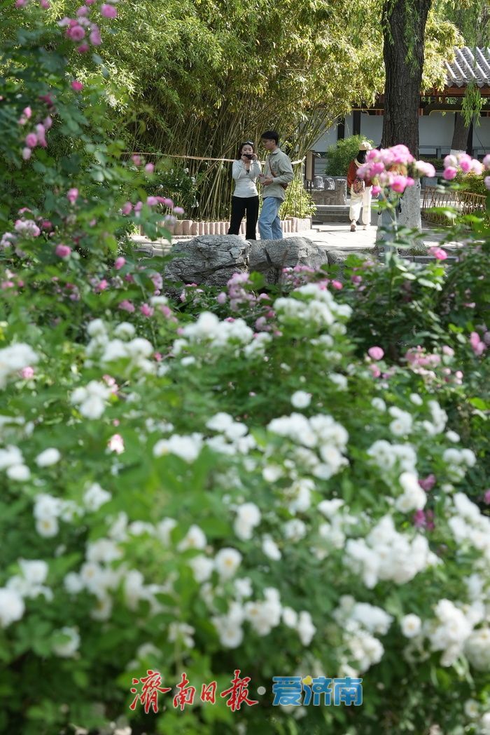 蔷薇花海灿若云霞 肆意盛放尽显诗意