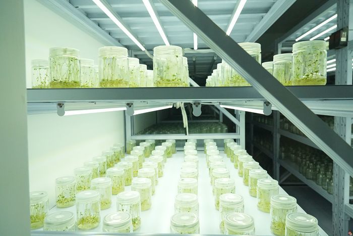 援藏科研尖兵张斌：扎根雪域高原 深耕农业科技赋能